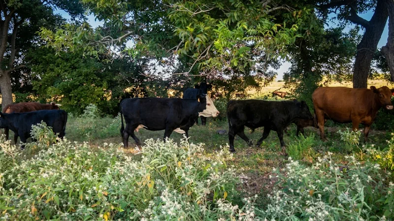 Grass-fed cow grazing on green Texas pasture