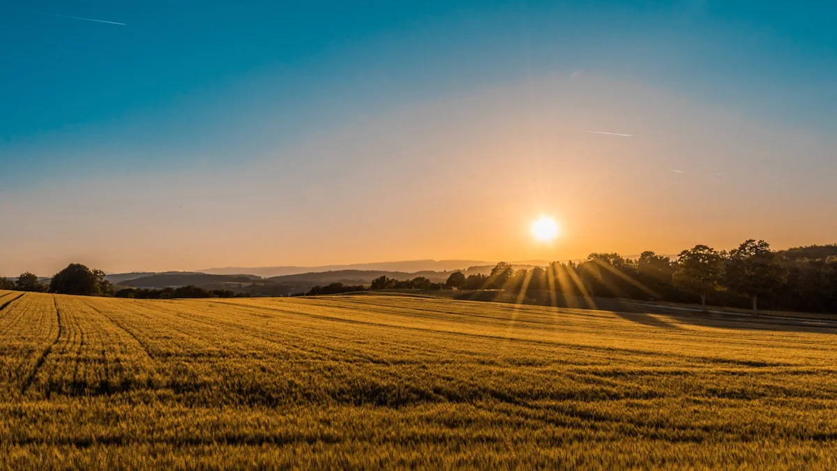 Open regenerative Texas pasture at sunset